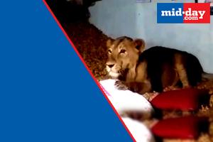 Lion enters house in Gujarat and sits on pile of peanuts
